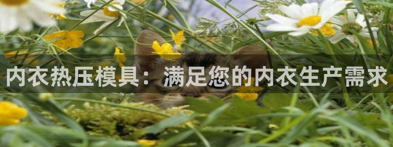 易倍纤减肥反弹不：内衣热压模具：满足您的内衣生产需求